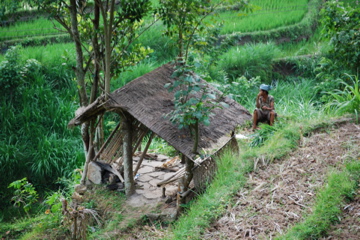 Woman in rice fields