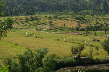 Bali’s rice fields
