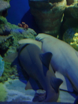 Sharks napping