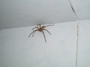 Spider in the bathroom
