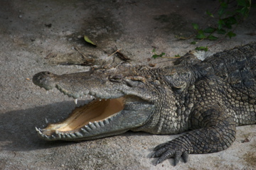 Sleeping Croc