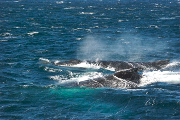 Whales surfacing