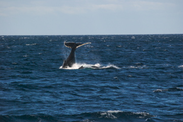 whale tail